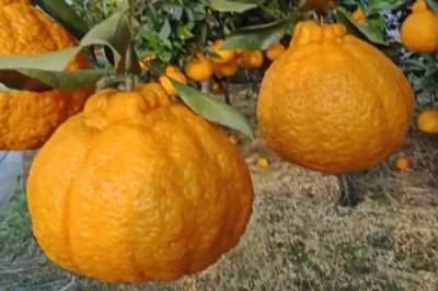 柑橘的主产地,主产于浙江、四川、湖南等省份