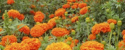 万寿菊怎么种植,苗龄达到40天才能移栽