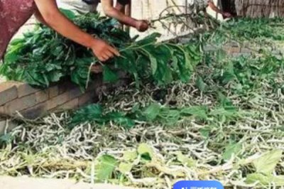 蚕屎能做肥料吗,蚕粪可以直接用作肥料使用