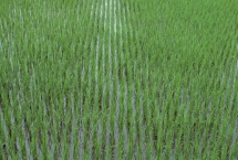 深优9582水稻品种特性，秧田播种量每亩10千克