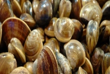 蛤蜊的品种，市面上常见以下10种