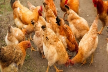 鸡如何散养，平时要在舍外喂食