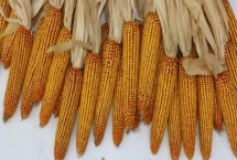 利玉61玉米种子产量表现，注意防治地下害虫和玉米螟