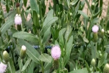 小蓟是什么植物，是多年生草本植物