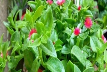 牡丹吊兰的养护方式，可放在具有充足散射光的位置