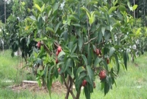 莲雾果树能在北方种植吗，可以但只能在温室环境中进行