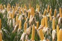 鲲玉5玉米种简介,播种期6月上中旬