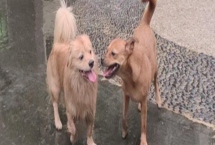 狗得了结石怎么办，结石较小且症状不严重可选择药物治疗