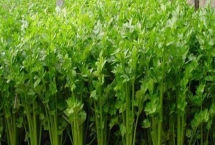 芹菜几月份种植，每个月都可种植