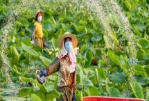 莲藕隔多长时间施一次肥料，施肥间隔通常为半个月