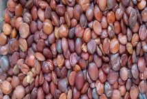 山西省晋中市灵石县的特产，有酸枣仁、荆条蜂蜜等