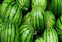 西瓜新品种有哪些，有黑武士、春风、巧玲等