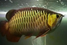 宝石金龙鱼好不好养,饲养难度不大