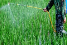 噻虫胺杀虫剂的优点，杀虫谱更广持效期更长