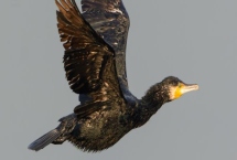 鸬鹚是国家几级保护动物，是国家二级保护动物