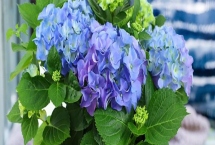 绣球花的品种，这几个品种值得入手