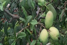 安徽省宣城市的特产,宣城茶叶深受消费者喜爱