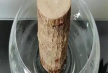 如何水培巴西木，每隔10天添加一次氮肥等肥料