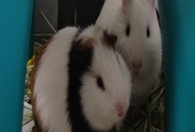 豚鼠适合养一只还是一对，属于群居动物养一对能防止孤单