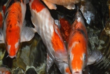 锦鲤如何过冬，首先要减少食物的投喂量