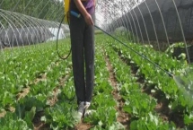 氨基酸肥料使用方法，溶解后可直接冲施