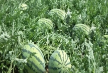 江苏东台的特产，有东台西瓜、发绣、咸鸭蛋等