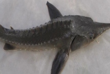 鲟鱼的鱼子酱取出后能活吗，活体取卵后成活率可以达93%