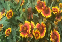 天人菊简介，中国中、南部广为栽培