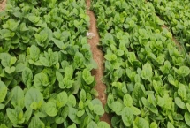 木耳菜怎么种才能高产，种植在光照条件比较好的地块