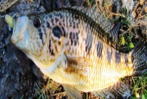 淡水石斑鱼用什么饵钓，分为自然饵料、商品饵料、自制饵料