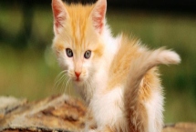 母猫什么时候会最严重闹猫，到了6月龄晚上会严重闹猫