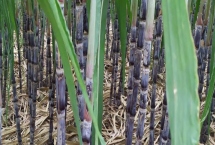 水果甘蔗怎么管理，每年要培土3-4次