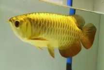 金龙鱼怎么养，换水不需要太勤