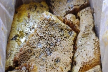 蜂巢蜜的价格，一般在60-300元一斤