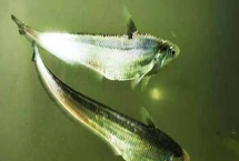 刀鱼是海鱼吗，严格来说不是海鱼