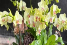 蝴蝶兰的正确浇水方法,不同季节的浇水方法不同