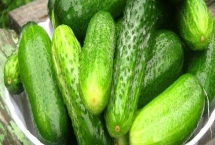 大棚黄瓜疯长怎么办，需合理施肥并控温控湿