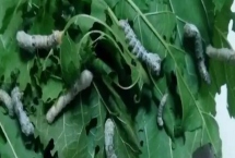 蚕的养殖方法，补催青时需要避免日晒