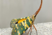 龙眼鸡的价格，一只大概需要6-8元左右