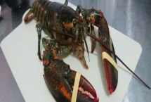 波士顿龙虾的特点，主要分布在大西洋北美洲海岸