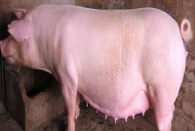 母猪妊娠诊断的常用方法，常采用外部观察法、直肠触诊法、超声波诊断法等