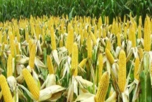 汶单307玉米种子特征介绍，适宜密度为每亩5000株左右