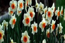 水仙花品种介绍，品种众多观赏价值都极高