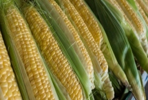 如何挑选玉米，首先看叶子