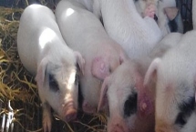 母猪产仔后不吃食怎么处理,首先一定要改变日粮的配方