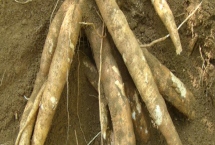 木薯和红薯的区别，植株、叶片和花萼均不同