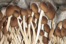 茶树菇的常见病虫害，常见的有软腐病、青霉病、白斑病等