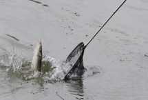 冬季钓鲤鱼用什么方法，选择上午的11点到下午的3点作钓