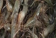 河虾和海虾有什么区别，前者呈青绿色、后者呈白色透明状