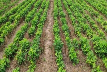 花生高产栽培技术，掌握这5个要点